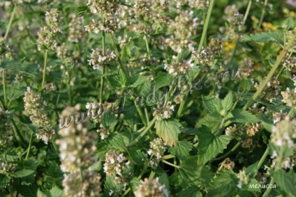 Melissa, planta de grădină