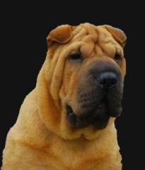 Mituri despre Shar Pei