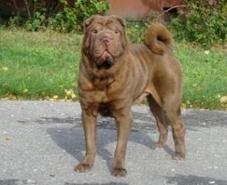 Mituri despre Shar Pei