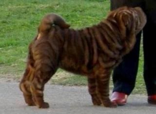 Mituri despre Shar Pei