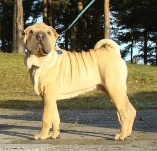 Mituri despre Shar Pei