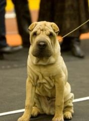 Mituri despre Shar Pei