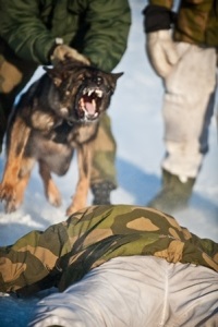 Aknafelderítés kutya szolgáltatás