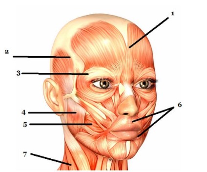 Mușchii capului uman, structura și funcțiile acestora