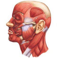 Mușchii capului uman, structura și funcțiile acestora