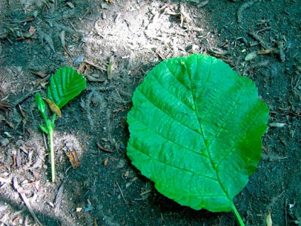 Proprietăți mistice ale arinilor, semne, amenajare a teritoriului, copaci, pe scară largă, peisagistică,