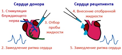 Mintea minții sănătoase