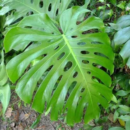 Monstera otthonában a megfelelő ellátást