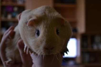 Guinea Pig în avion (arhiva clubului privat al lui Alex Exler)