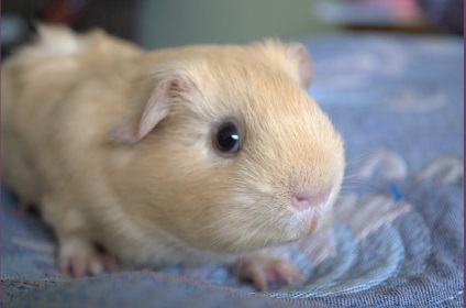 Guinea Pig în avion (arhiva clubului privat al lui Alex Exler)