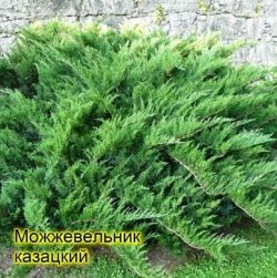 Juniper - transplantând un răsad din pădure