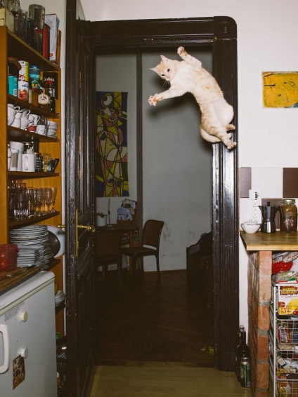 Un bărbat face poze cu pisici curioase într-un salt (13 fotografii)