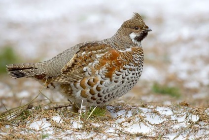 Grouse hús összetételét és kalorikus, zsír nyírfajd