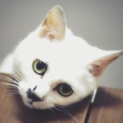 Nefroză la simptomele pisicilor, tratament - totul despre pisici și pisici cu dragoste