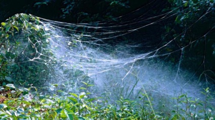 Unii păianjeni formează armate în 50 de mii de indivizi