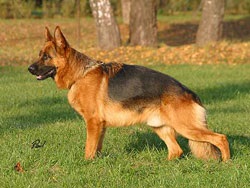 German Shepherd Standard German Shepherd