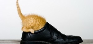 Mirosul neplăcut pe pantofi de la urină de pisică cauzează cum să scapi de, metodele de combatere a neplăcerilor