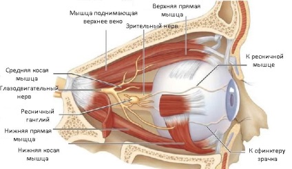 Nervurile ochiului - structura, funcțiile de bază, diagnosticul bolilor în mgk
