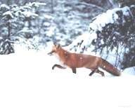 Red Fox tenyésztés utódok, reprodukció, vörös róka