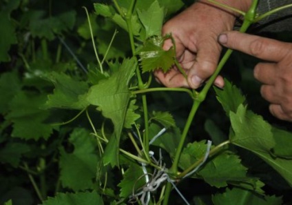 Metszés szőlő hajtások eltávolítása csírák, alkotó szőlő