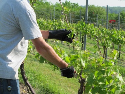 Metszés szőlő hajtások eltávolítása csírák, alkotó szőlő