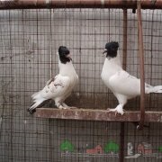 Prezentare generală a porumbeilor impresionați, descrierea, videoclipurile și fotografiile