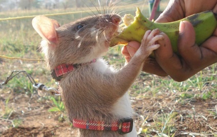 Un șobolan uriaș arată proprietarul puiului său nou-născut
