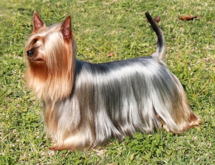 Descrierea rasei Australian silky terrier