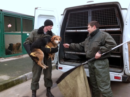 Organizarea lucrărilor de capturare a animalelor fără stăpân în ove