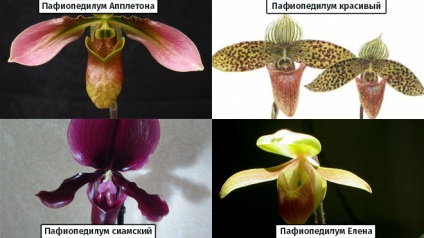 Orchideák Vietnam - milyen a növény, és nő az otthoni