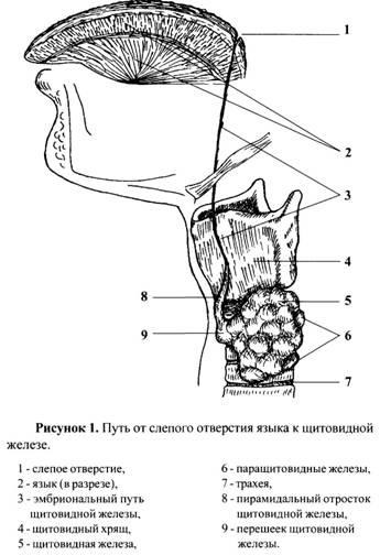 Основни познания за щитовидната жлеза