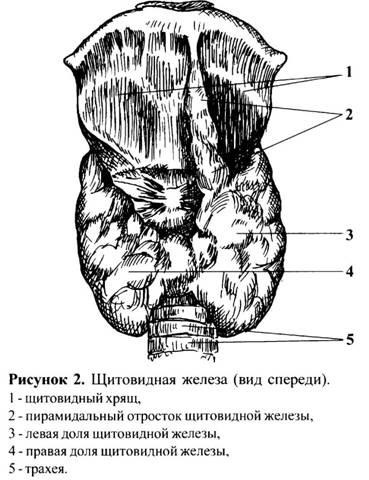 Alapvető ismeretek a pajzsmirigy