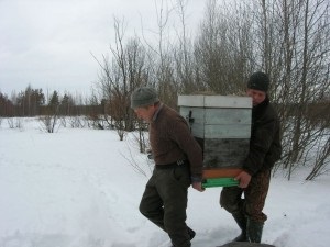 Greseli de bază apicultori începători, menajeră