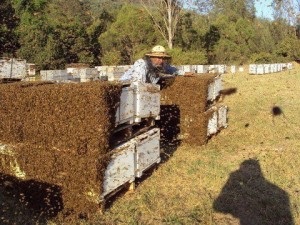 Greseli de bază apicultori începători, menajeră