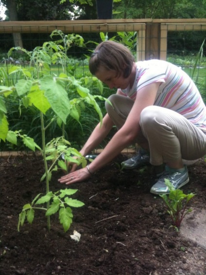 Principalele greșeli în cultivarea roșiilor