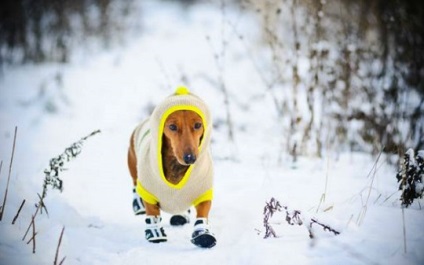 Particularitățile câinelui de mers pe jos în îngheț