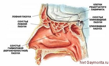 Simptome sinusite acute maxilare și tratamentul bolii
