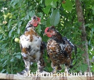 Selectarea de păsări (găini - molodki și găini ouătoare), ferma mea on-line