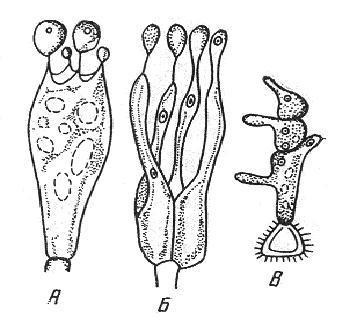Division Basidiomycota vagy Basidiomycetes (Basidiomycota)