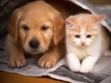 Cu privire la cerințele veterinare pentru expoziții de câini și pisici