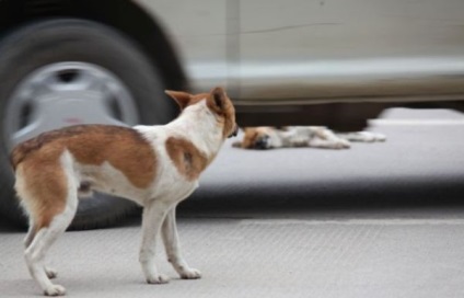 Coafor pentru animale, 10 povești legate de fidelitatea câinelui