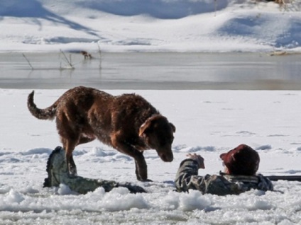 Coafor pentru animale, 10 povești legate de fidelitatea câinelui