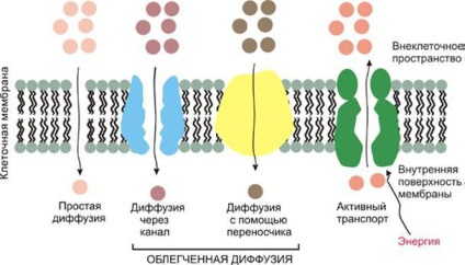 Пасивни транспорт на вещества чрез описанието на мембрана, разполага