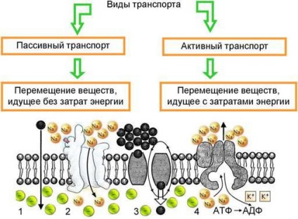 Пасивни транспорт на вещества чрез описанието на мембрана, разполага