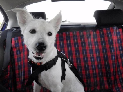 Transportul câinilor, cum să transportați regulile de transport de animale ale câinilor, călătoriți cu câini