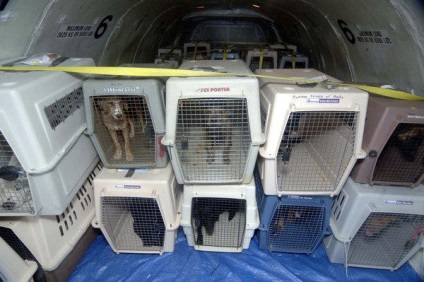 Állatok szállítását a Jamal Airlines