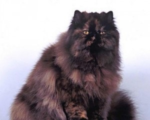 Persană pisică de marmură neagră, miau wow