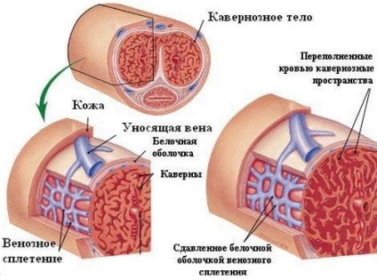 Corpul cavernos al structurii penisului, funcție, traume, tratament, injecții