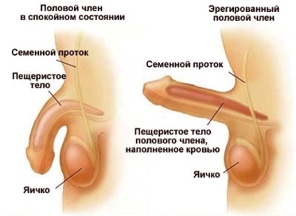 Corpul cavernos al structurii penisului, funcție, traume, tratament, injecții