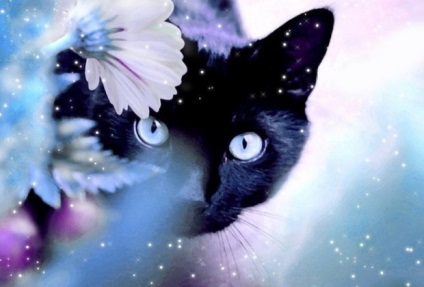 Liste de redare - pisică neagră (pleikast până pe 1 martie - ziua mondială a pisicilor)